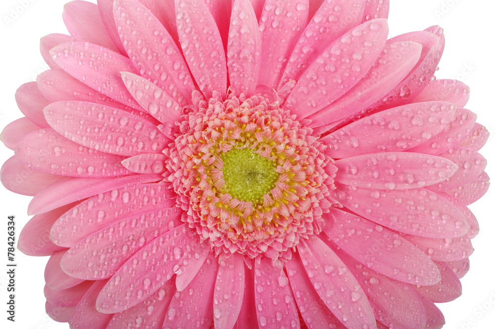 Pink gerbera Pink gerbera