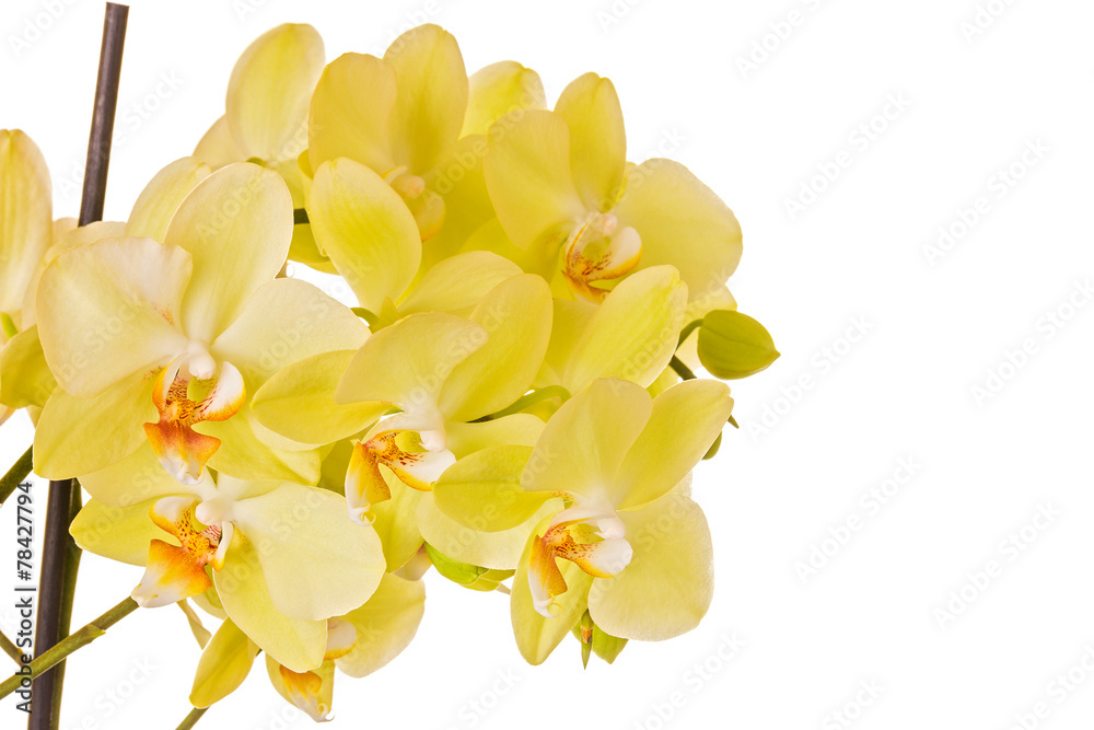 Obraz premium Beautiful orchid on white background