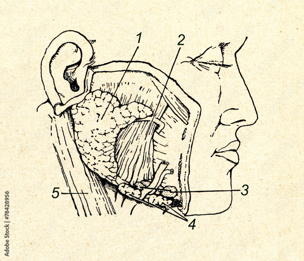 Salivary glands, lymph nodes and muscles Stock Illustration Adobe Stock