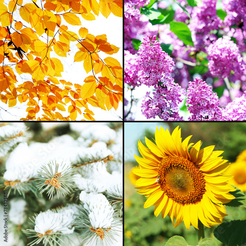Fototapeta Naklejka Na Ścianę i Meble -  Four seasons collage: winter, spring, summer, autumn