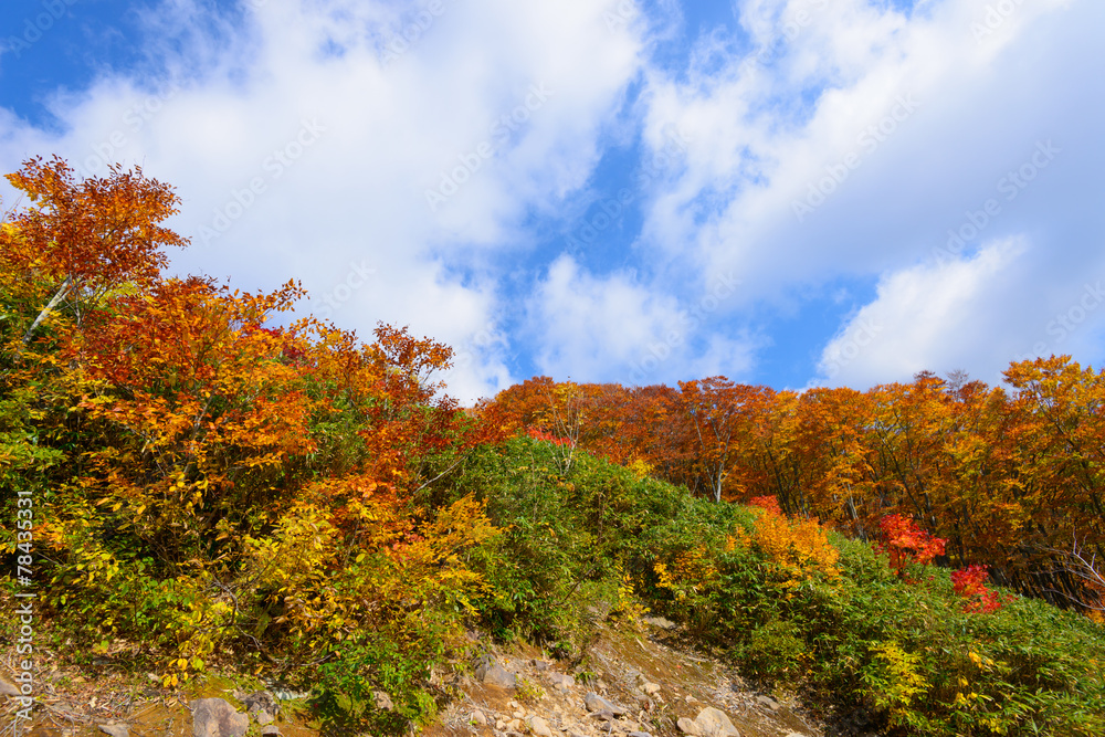 Autumn foliage in Mt.Hakkoda, Aomori, Japan Autumn foliage in Mt.Hakkoda, Aomori, Japan