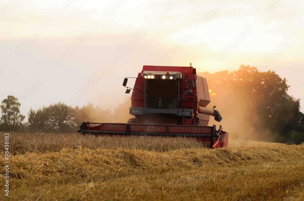 Fototapeta premium Roter Mähdrescher bei der Ernte, am Abend