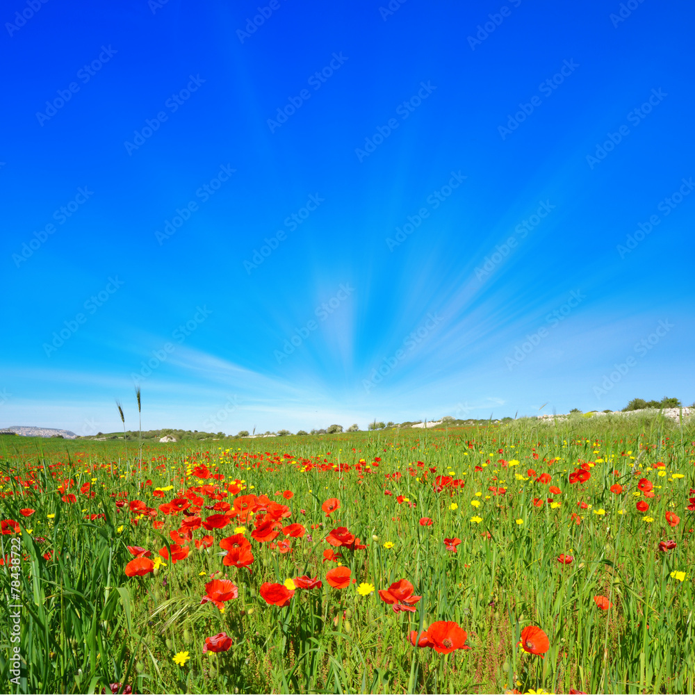 Fototapeta premium Campo di papaveri