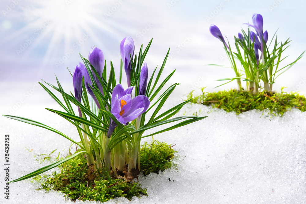 Obraz premium Krokus