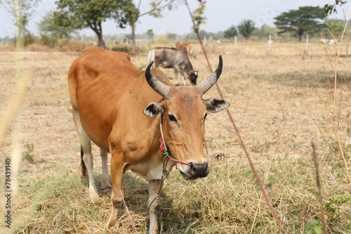 Cows and bull on a field