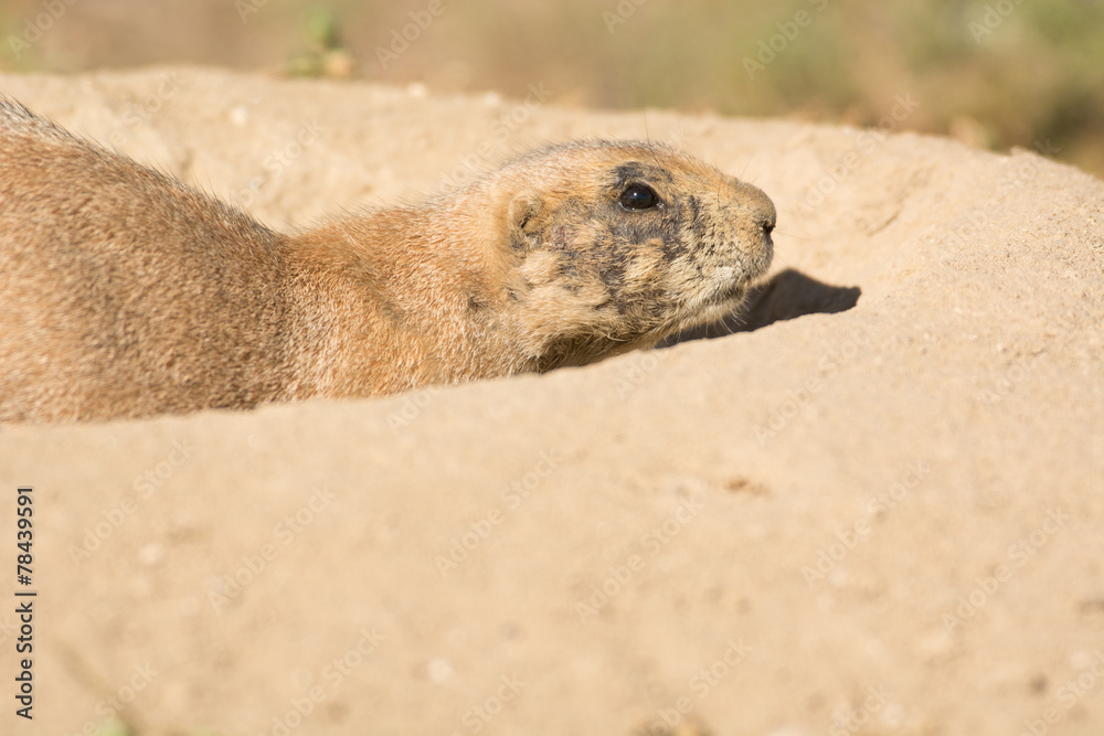 Fototapeta premium Black-tailed prairie dog