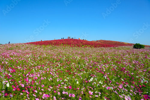 Wallpaper Mural Kochia and Cosmos in Hitachi Seaside Park, in Hitachinaka, Ibara Torontodigital.ca
