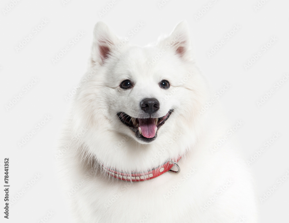 Dog. Japanese white spitz on white background