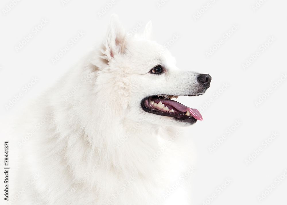 Fototapeta premium Dog. Japanese white spitz on white background