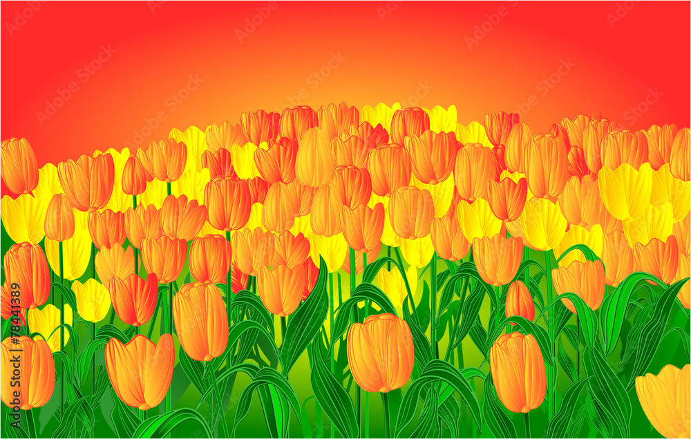 Tulips and sunset vector