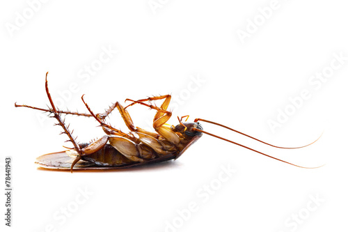 Dead common cockroach © -Marcus-