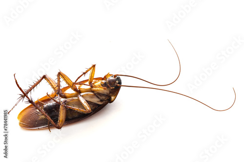 Dead common cockroach