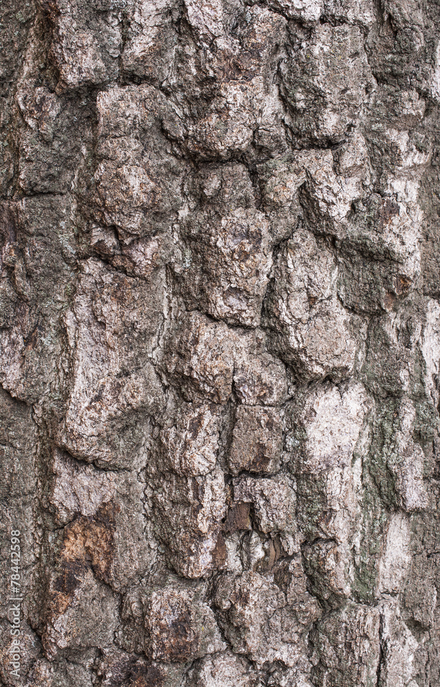 Birch tree bark