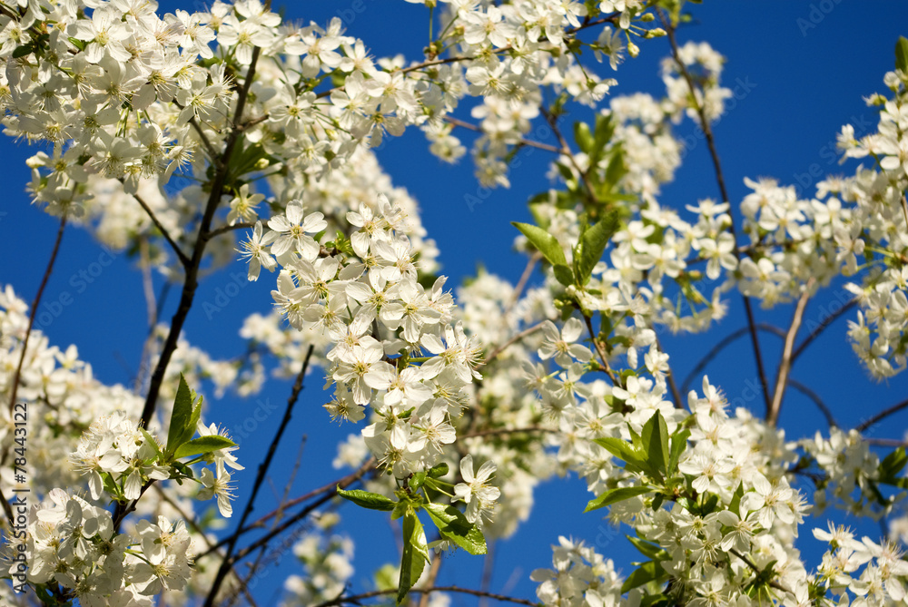blooming branch against the blue sky blooming branch against the blue sky