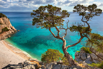 Deken met foto Badkamer Oude verweerde boom op Sardinië zomer  © ferkelraggae