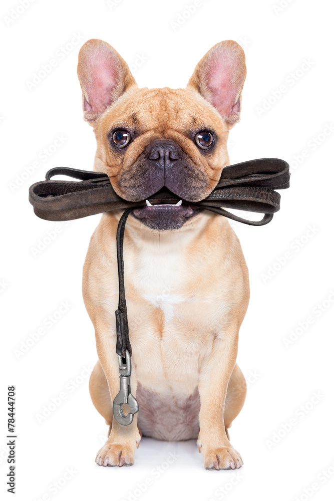 leash dog ready for a walk