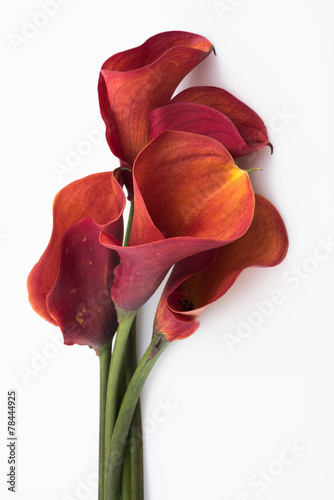 Fototapeta Naklejka Na Ścianę i Meble -  Calla Lillies on white