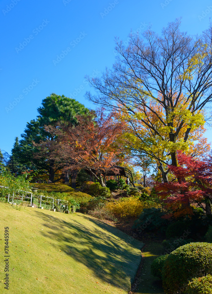 Naklejka premium Autumn foliage in the Kyu-Furukawa Gardens, Tokyo