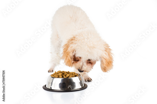 Poodle puppy eating kibbles from a bowl in white background photo