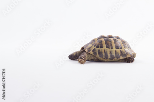 Greek land tortoise, Testudo Hermanni, isolated