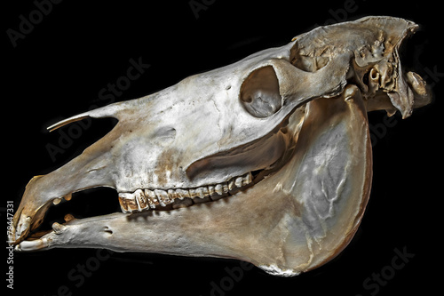 skull of horse