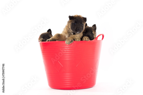 Three Belgian Shepherd Tervuren puppy's in red bucket photo