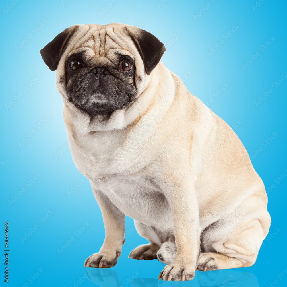 pug dog on a blue background