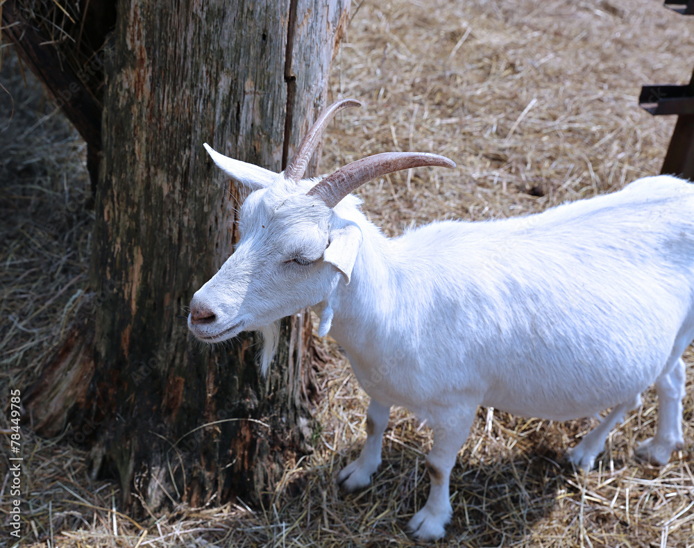 Fototapeta premium White horned goat on the farm