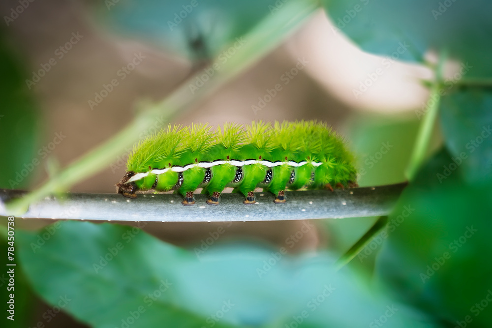Fototapeta premium Green Caterpillars