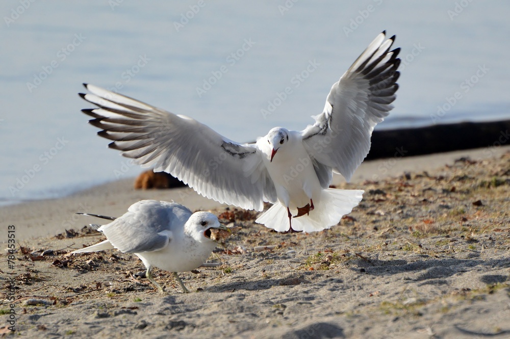 mouette rieuse (plumage d'hiver ) mouette rieuse (plumage d'hiver )