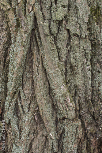 Willow tree bark