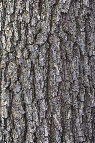 Fototapeta Naklejka Na Ścianę i Meble -  Willow tree bark