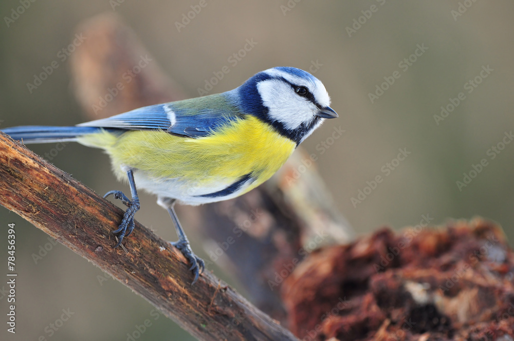 Fototapeta premium Blue tit