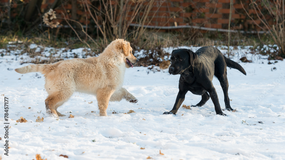 Naklejka premium Sfida