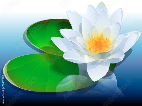 water lily in water with reflection