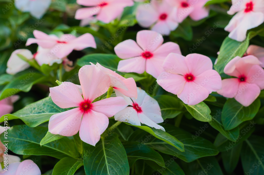 beautiful pink vinca flowers(madagascar periwinkle) beautiful pink vinca flowers(madagascar periwinkle)