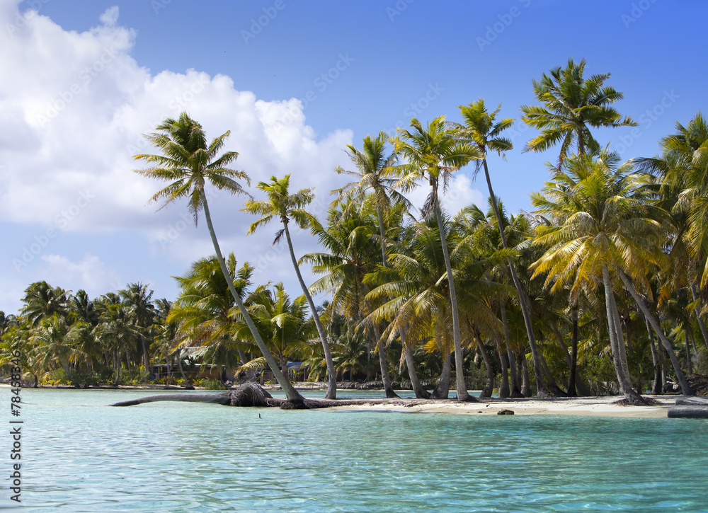Palm trees on island in the sea - obrazy, fototapety, plakaty 