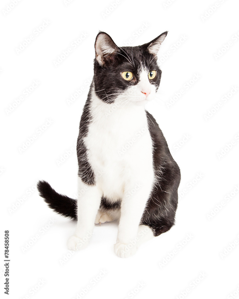 Black and White Cat Looking To Side