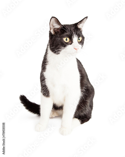 Black and White Cat Looking To Side