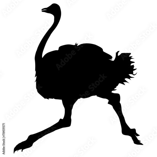 ostrich