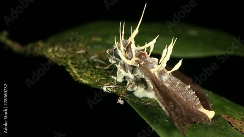 Cordyceps fungus infecting a moth photo