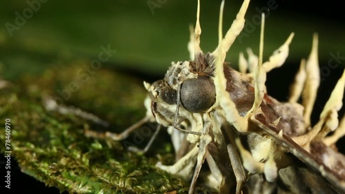 Cordyceps fungus infecting a moth