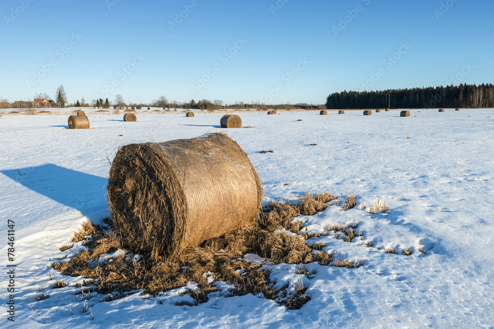 Fototapeta premium Abandoned wintry field with haystocks