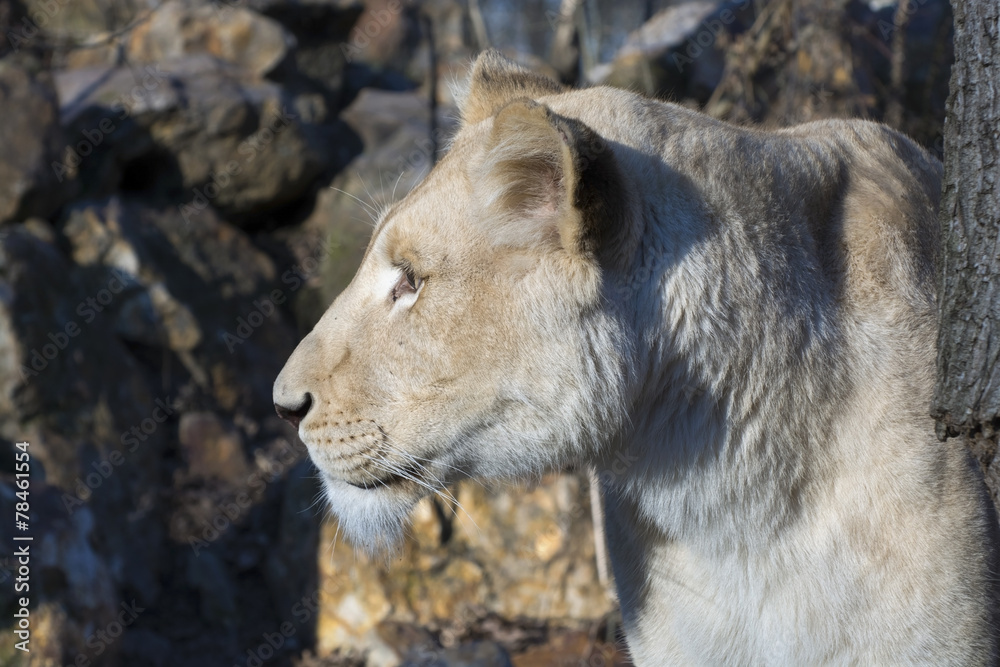 White lioness (Panthera leo krugeri) White lioness (Panthera leo krugeri)