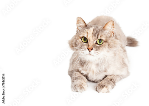 Cute Cat Room For Text