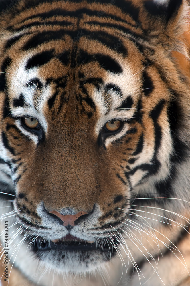 Siberian Tiger face close up Siberian Tiger face close up