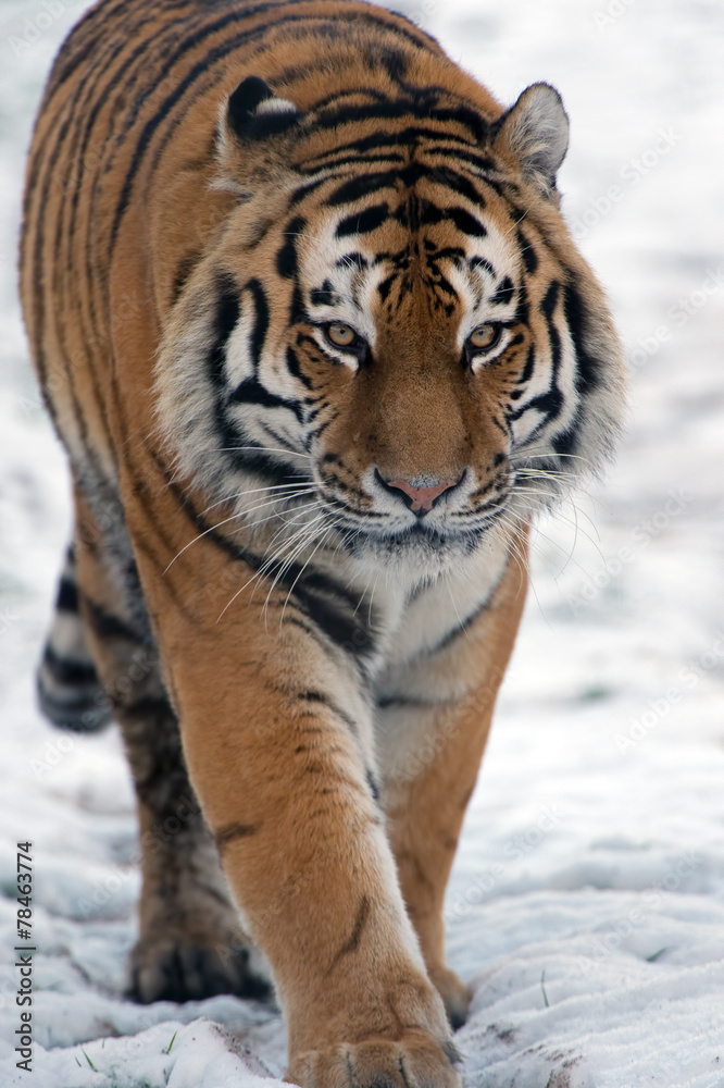 Fototapeta premium Siberian Tiger walking through snow