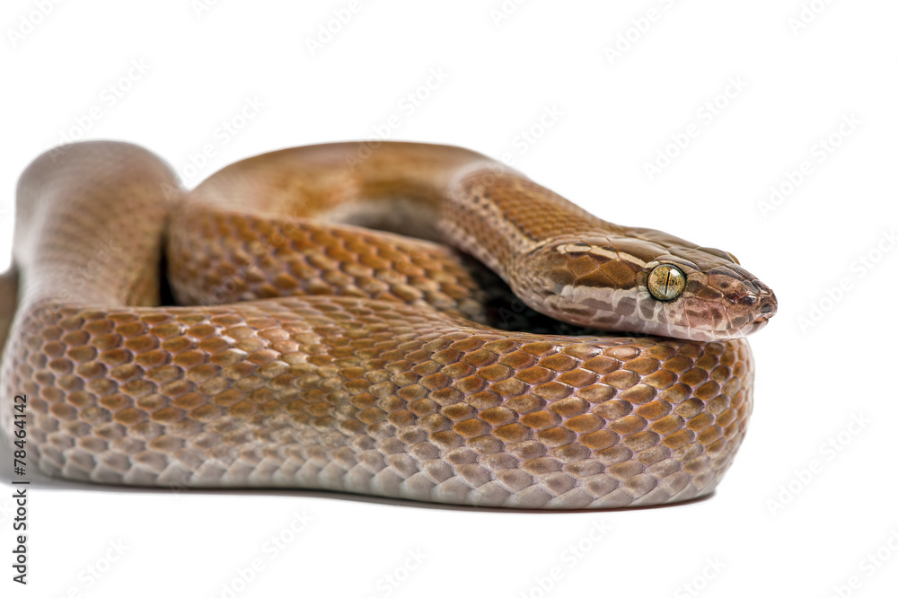 Fototapeta premium Cape House Snake