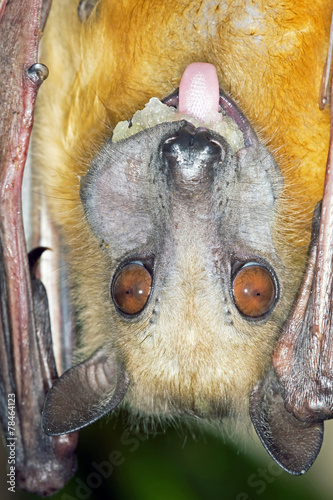 Straw Coloured Fruit Bat photo