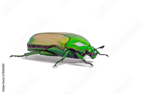 African Jewel Beetle